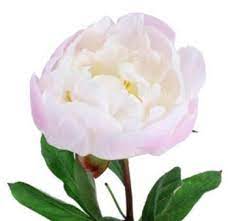 Learn about peony supports, how to keep peonies from drooping, and other peony care tips. Blush Peonies Delivery Blush Peonies Peony Flowers Near Me