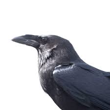 Talking crow greets squirrel with a friendly hello at bird feeder. 9 Ways Crows Are Smarter Than You Think