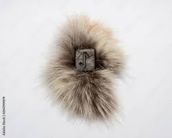 نتیجه جستجوی لغت [abruptness] در گوگل