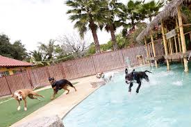 Manas resort a pet friendly property sits pertly atop sahyadri range, overlooking a 1200 feet valley, a century old 10 story rail bridge and seasonal waterfalls through a reserved forest. Pet Boarding Places Near Me Off 53 Www Usushimd Com