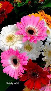 Pin By Maria Munro On My Lovely Flowers Beautiful Flowers Flower Garden Flowers
