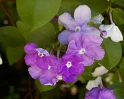 Image result for Brunfelsia australis