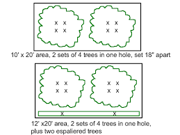 Homeowners plant not one, but maybe two or three single fruit trees in very close proximity. High Density Planting 02 Making The Most Of A Small Space For A More Productive Orchard Growing Fruit Trees Fruit Trees Trees To Plant