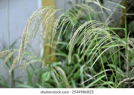 Image result for Digitaria setifolia