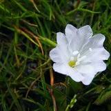 Image result for Falkia