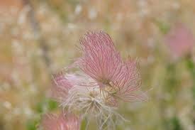 Image result for Chasmopodium purpurascens