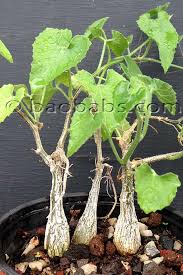 Image result for Barleria rhynchocarpa