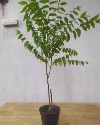 Image result for Phyllanthus gossweileri