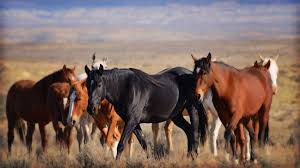 Safety measures should be taken when entering herd management areas at these times. Sand Wash Basin Colorado Wild Horses Photo Journey Equitrekking