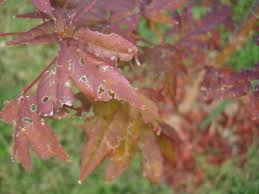 We did not find results for: Japanese Maple Browning Leaves Ubc Botanical Garden Forums