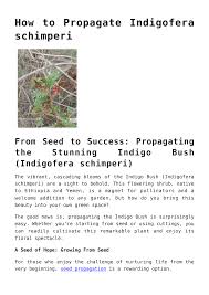 Image result for Indigofera schimperi