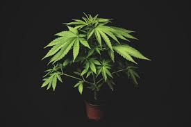 Du hast bock selber cannabis anzubauen? Mikro Cannabisanbau Grossartiges Weed In Winzigen Raumen Anbauen Rqs Blog