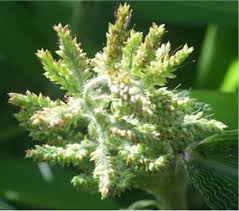 Image result for Setaria barbata