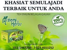 Selanjutnya teh dikemas dengan kertas khusus lalu diseduh dengan air panas. Teh Daun Belalai Gajah Permatang Pauh Postingan Facebook