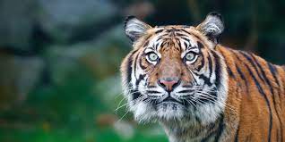 Maybe you would like to learn more about one of these? Tiger Filmed Roaming Houston Raises Concerns About Exotic Pet Ownership In The Lone Star State Fox News