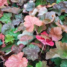 Image result for heuchera americana
