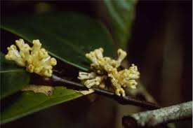 Image result for Dichapetalaceae