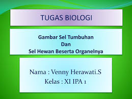 Maybe you would like to learn more about one of these? Ppt Gambar Sel Tumbuhan Dan Sel Hewan Beserta Organelnya Powerpoint Presentation Id 3436248