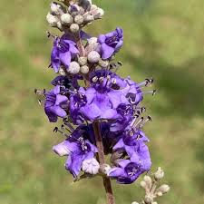 Image result for Vitex amaniensis
