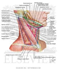 For more anatomy content please follow us and visit our website: Muscles Of Neck Lateral View