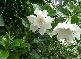 Epsom Salt Gardenias And Roses Epsom Salt Gardenia Plant Epson Salt