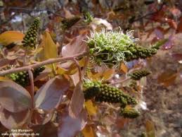 Image result for Julbernardia globiflora