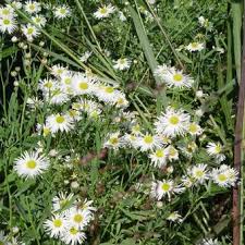 Boltonia asteroides — astrinė boltonija statusas t sritis vardynas apibrėžtis astrinių šeimos dekoratyvinis augalas (boltonia asteroides), paplitęs. Boltonia Asteroides Snowbank