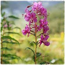 Epilobium is a genus of flowering plants in the family onagraceae, containing about 197 species. Ivan Chaj Kiprej Uzkolistnyj