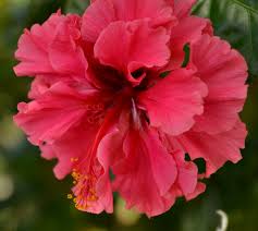 Maybe you would like to learn more about one of these? Hibiscus In Bloom Stuart Florida Flowers Hibiscus Bloom