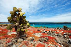 Help us preserve, protect, and restore galapagos. General Information On The Galapagos Islands Nature Wildlife
