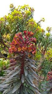 Euphorbia Amygdaloides Purpureum Mars 15 Www Jardinspiration Com Euphorbia Plants Garden