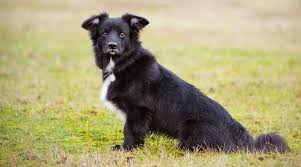 Border collie mug sheep black and white dog gift idea puppy catch frisbee. Border Collie Mixes 30 Different Crossbreeds With Pictures