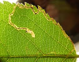 Image result for Stigmella lapponica