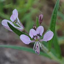 Image result for Cleome monophylla