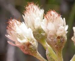 Image result for Alafia microstylis