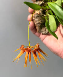 Image result for Bulbophyllum vulcanicum