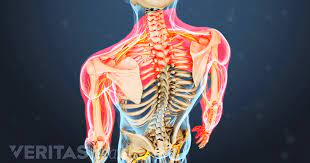 This mri shoulder axial cross sectional anatomy tool is absolutely free to use. Understanding Neck And Shoulder Pain