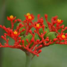 succulent page 5 of 195 world of succulents blooming succulents succulents plants