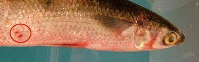 Red Spot Disease