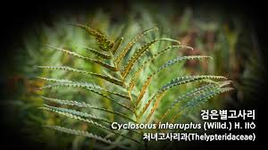 Image result for Cyclosorus striatus
