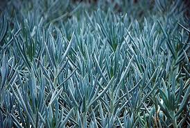 Image result for tbn:HNtrRnQBmFuaxM::www.bluechopsticks.com/img_large/800CC_0805S1015.jpg