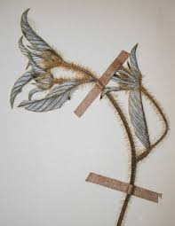 Image result for Ipomoea chloroneura