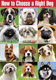 How To Choose A Right Dog Every Dog Lover Not Take The Decision Of This Question Are You A Dog Lover And Looking For A Best Dog Breeds Choosing A