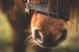 We can't just make a horse that runs longer without. A Trumped Up Load Of Horse Crap ãƒ•ãƒ¬ãƒ¼ã‚ºã®æ„å'³ã¨ä¾‹æ–‡ã‚' Better Call Saul S1e3 ã‹ã‚‰ å£ã‚'è‹±èªžã§ã„ã£ã±ã„ã«ã—ã¦