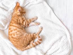 Intestinal parasites exhibit different signs. How To Treat Coccidia In Cats
