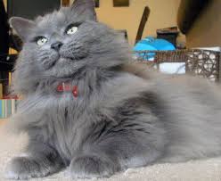 Pictures Of Nebelung Cat Breed Nebelung Cat Cat Breeds Cats
