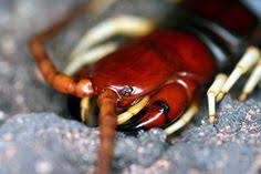Black And Yellow Millipede India Scolopendra Gigantea Close Centipede Lipan The Venom