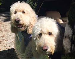 These puppies have been reared in family home getting lots of attention, their coats are non shed. Goldendoodle Puppies And Cockapoo Puppies In Virginia By Carriage House Premium Goldendoodle Breeder