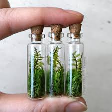 Live Fern Moss Terrarium Bottle Necklace Mini Terrarium Moss Terrarium Terrarium