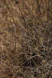 Image result for Indigofera heterotricha